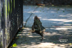 Costa-Rica-Zoo-San-Jose-058