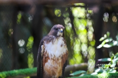Costa-Rica-Zoo-San-Jose-065