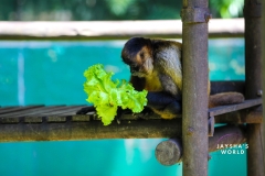 Costa-Rica-Zoo-San-Jose-067