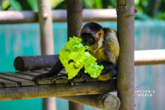 Costa-Rica-Zoo-San-Jose-071