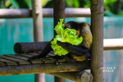 Costa-Rica-Zoo-San-Jose-072