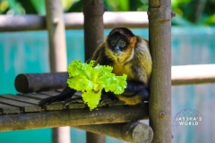 Costa-Rica-Zoo-San-Jose-073