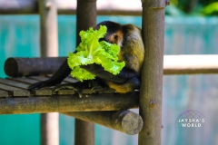 Costa-Rica-Zoo-San-Jose-074