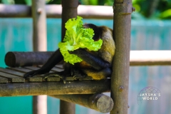 Costa-Rica-Zoo-San-Jose-075