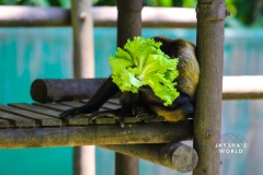 Costa-Rica-Zoo-San-Jose-076