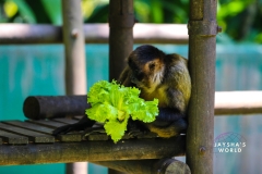 Costa-Rica-Zoo-San-Jose-077