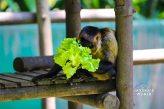 Costa-Rica-Zoo-San-Jose-078