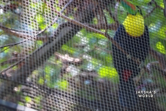 Costa-Rica-Zoo-San-Jose-080