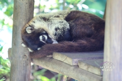 Costa-Rica-Zoo-San-Jose-084