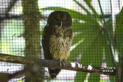 Costa-Rica-Zoo-San-Jose-085