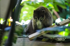 Costa-Rica-Zoo-San-Jose-091
