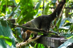 Costa-Rica-Zoo-San-Jose-095