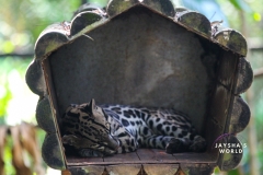 Costa-Rica-Zoo-San-Jose-097