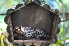 Costa-Rica-Zoo-San-Jose-098