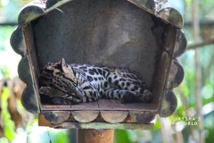 Costa-Rica-Zoo-San-Jose-099