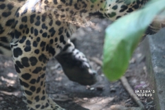 Costa-Rica-Zoo-San-Jose-108