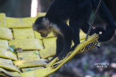Costa-Rica-Zoo-San-Jose-110