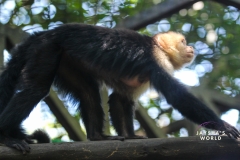 Costa-Rica-Zoo-San-Jose-112