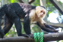 Costa-Rica-Zoo-San-Jose-113