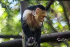 Costa-Rica-Zoo-San-Jose-115