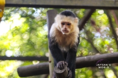 Costa-Rica-Zoo-San-Jose-116
