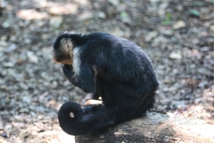 Costa-Rica-Zoo-San-Jose-117