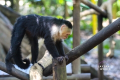 Costa-Rica-Zoo-San-Jose-118