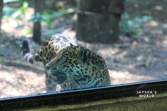 Costa-Rica-Zoo-San-Jose-128
