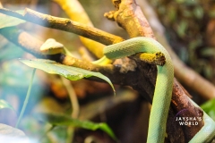 Costa-Rica-Zoo-San-Jose-137