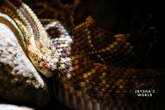 Costa-Rica-Zoo-San-Jose-140