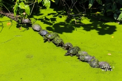 Costa-Rica-Zoo-San-Jose-142