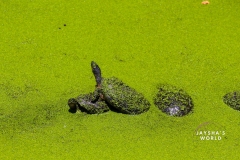 Costa-Rica-Zoo-San-Jose-143