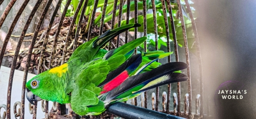 Canas, Costa Rica (Jaysha's World)