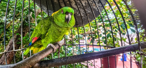 Canas, Costa Rica (Jaysha's World)