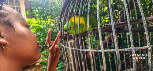 Canas Bird-6